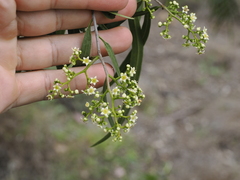 Geijera parviflora (Geijera parviflora)