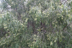 Geijera parviflora (Geijera parviflora)