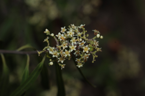 Geijera parviflora (Geijera parviflora)