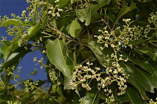 Geijera salicifolia: Geijera salicifolia flowers and foliage, about 55 km west of Rockhampton, Queensland