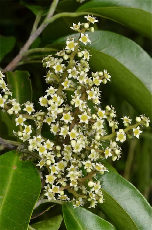 Geijera salicifolia: Flower detail of Geijera salicifolia , taken at Yakapari to Seaforth Road, west-northwest of Mackay, Queensland