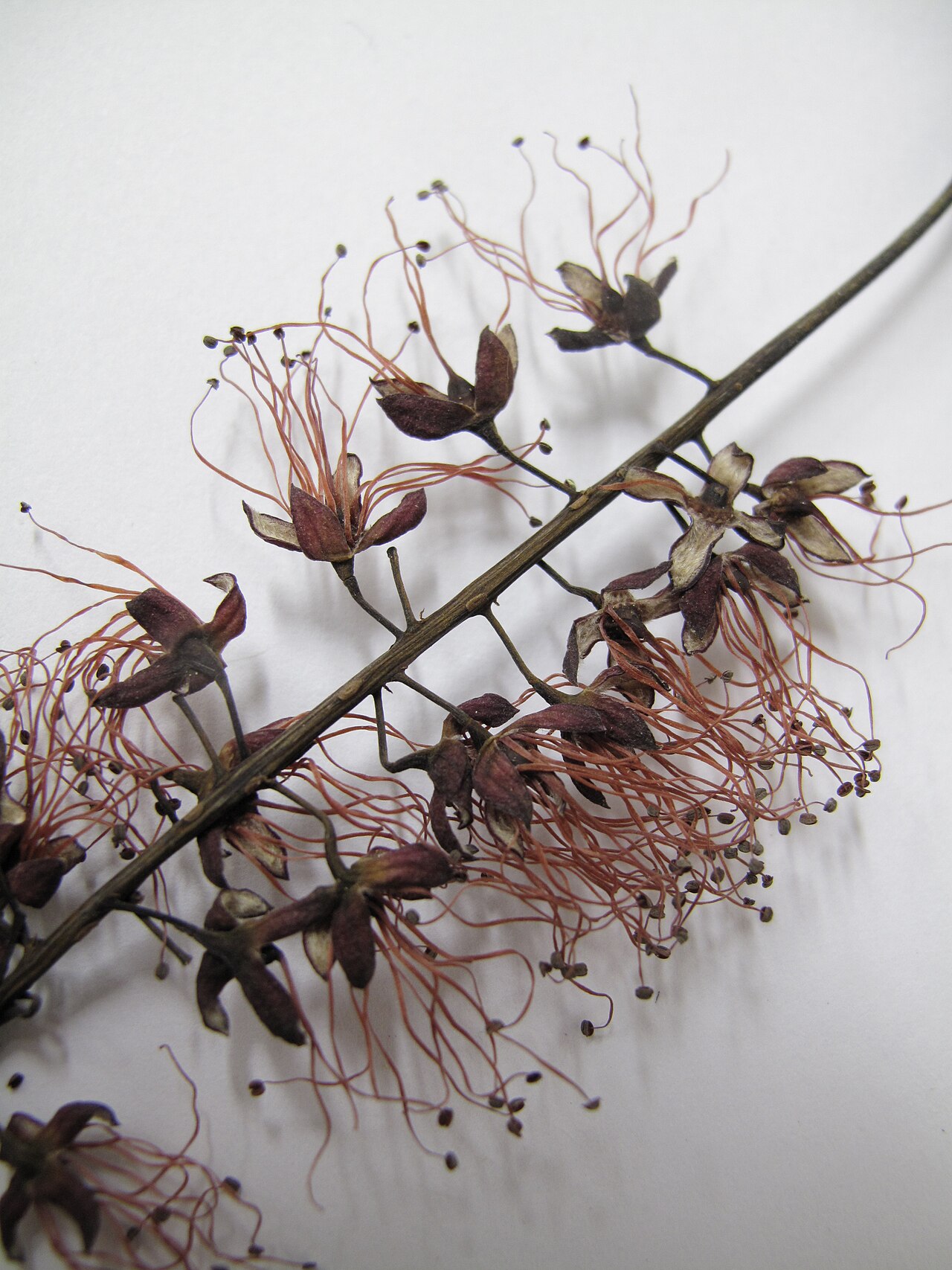 Geissois bradfordii (Geissois bradfordii)