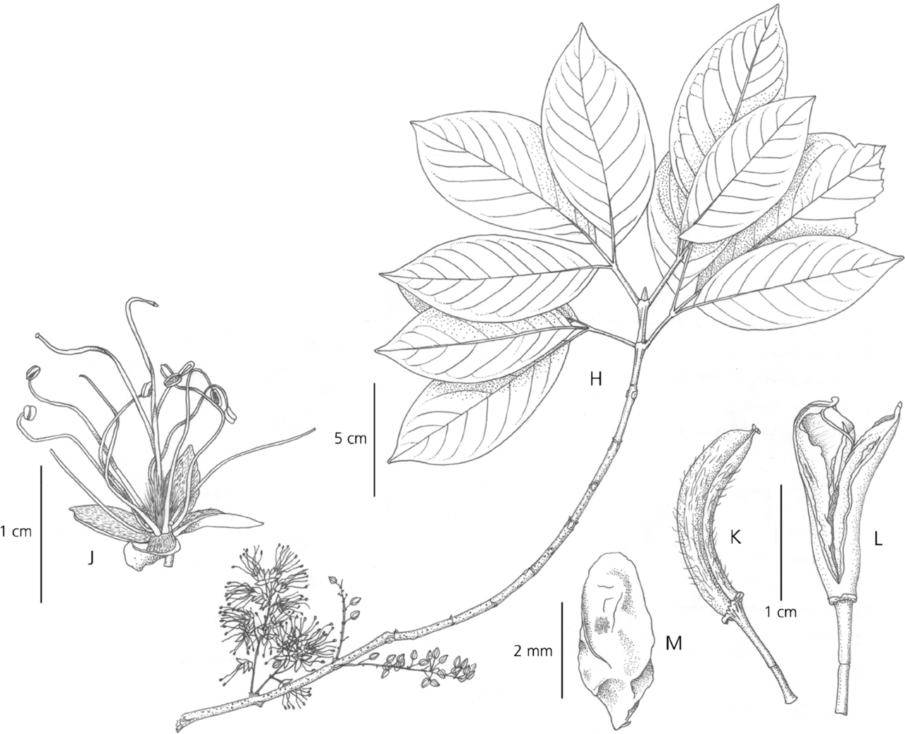 Geissois denhamii: H – M Geissois denhamii. H leafy shoot and ramiflorous inflorescences; J flower; K young fruit; L mature dehisced fruit; M seed. A – C, E Schodde et al. 3850; D