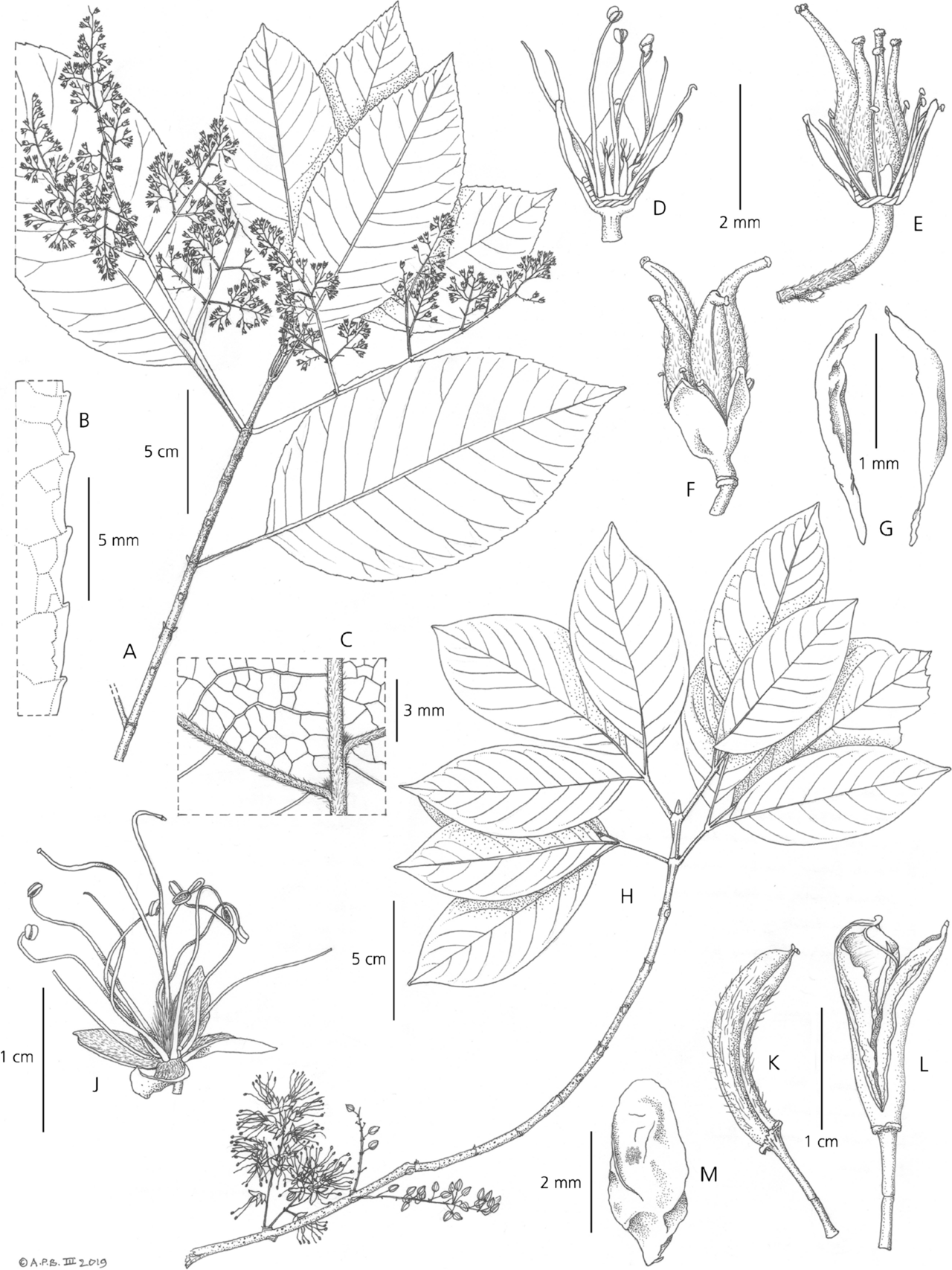 Geissois denhamii: A – G Spiraeanthemum bougainvillense. A leafy shoot with inflorescence at young fruiting stage; B leaf margin (adaxial surface); C detail of venation and domati