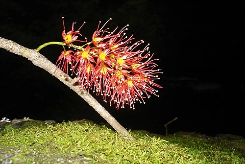 Geissois denhamii: Geissois denhamii, Espiritu Santo, Vanuatu. ramiflorous inflorescence.