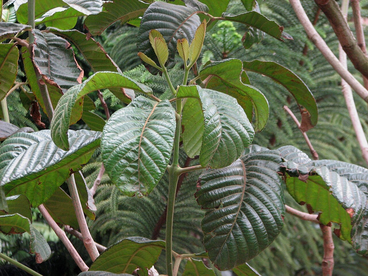 Geissois hirsuta: Geissois hirsuta (cultivated, labelled) Royal Botanic Gardens Melbourne, Australia