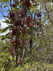 Geissois pruinosa (Geissois pruinosa)
