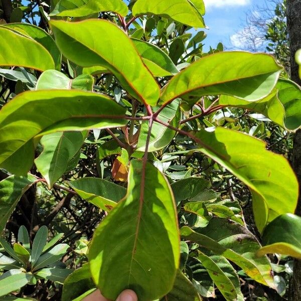Geissois pruinosa (Geissois pruinosa)