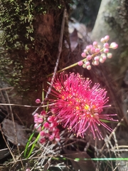 Geissois pruinosa (Geissois pruinosa)