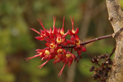 Geissois pruinosa (Geissois pruinosa)
