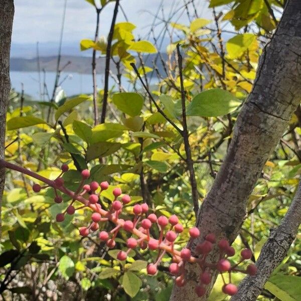 Geissois pruinosa (Geissois pruinosa)