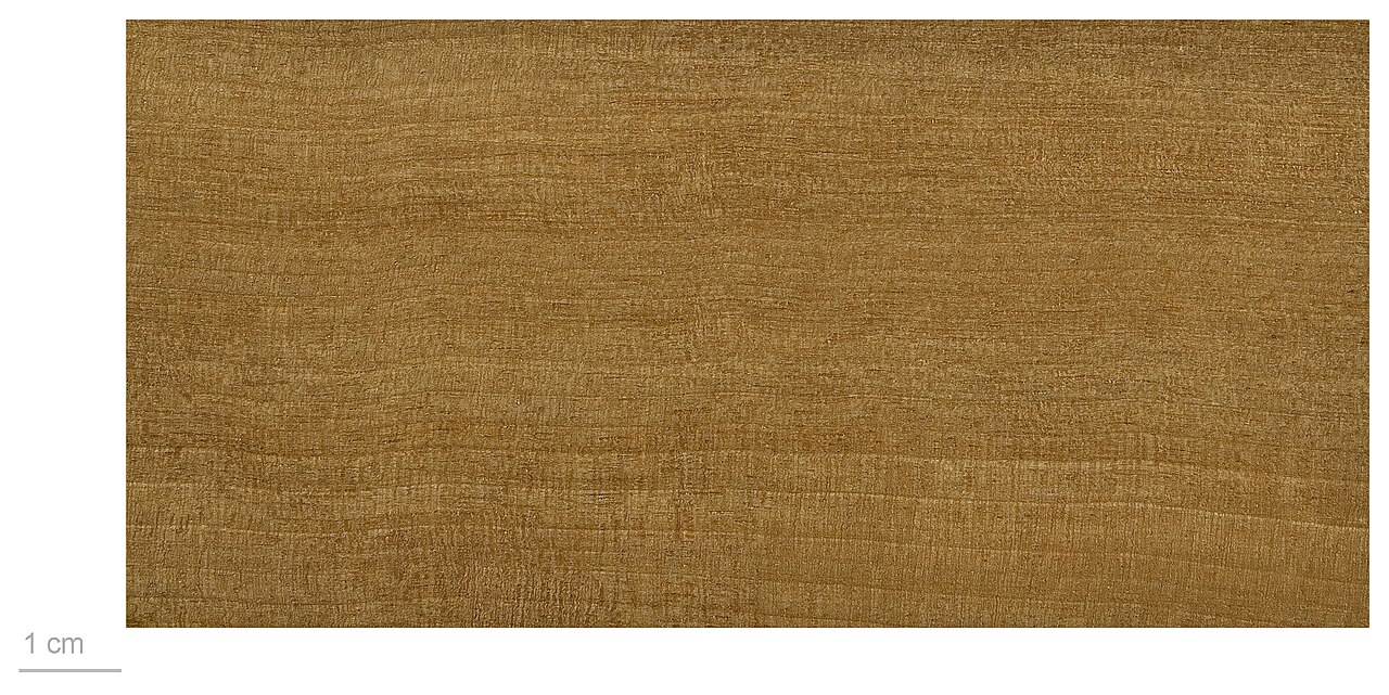 Geissois racemosa: Geissois racemosa , wood