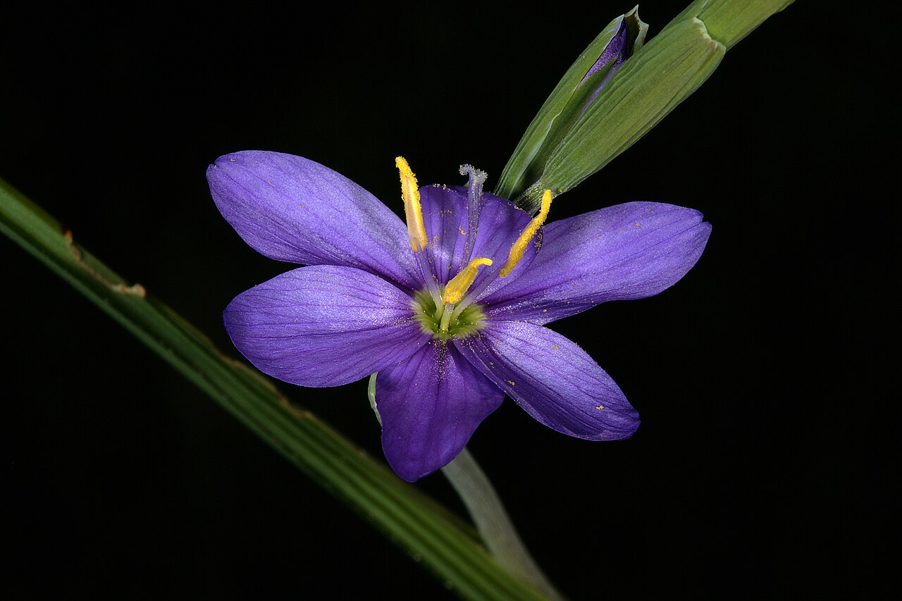 Geissorhiza arenicola: Geissorhiza arenicola , flower; on sandstone, along Grasberg Road, Nieuwoudtville, Northern Cape