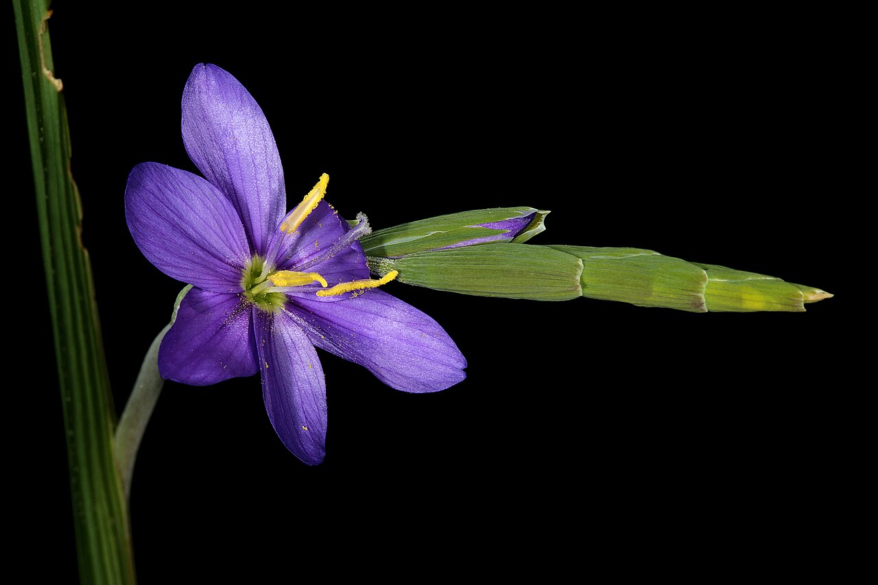 Geissorhiza arenicola: Geissorhiza arenicola , young infloresence, with one open flower; on sandstone, along Grasberg Road, Nieuwoudtville, Northern Cape