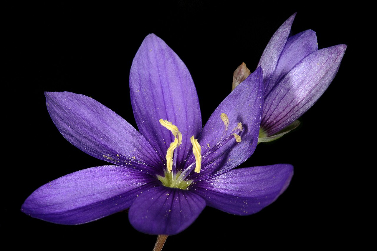 Blue satin flower: Geissorhiza aspera , flowers; Tienie Versfeld Reserve, Darling, Western Cape, South Africa
