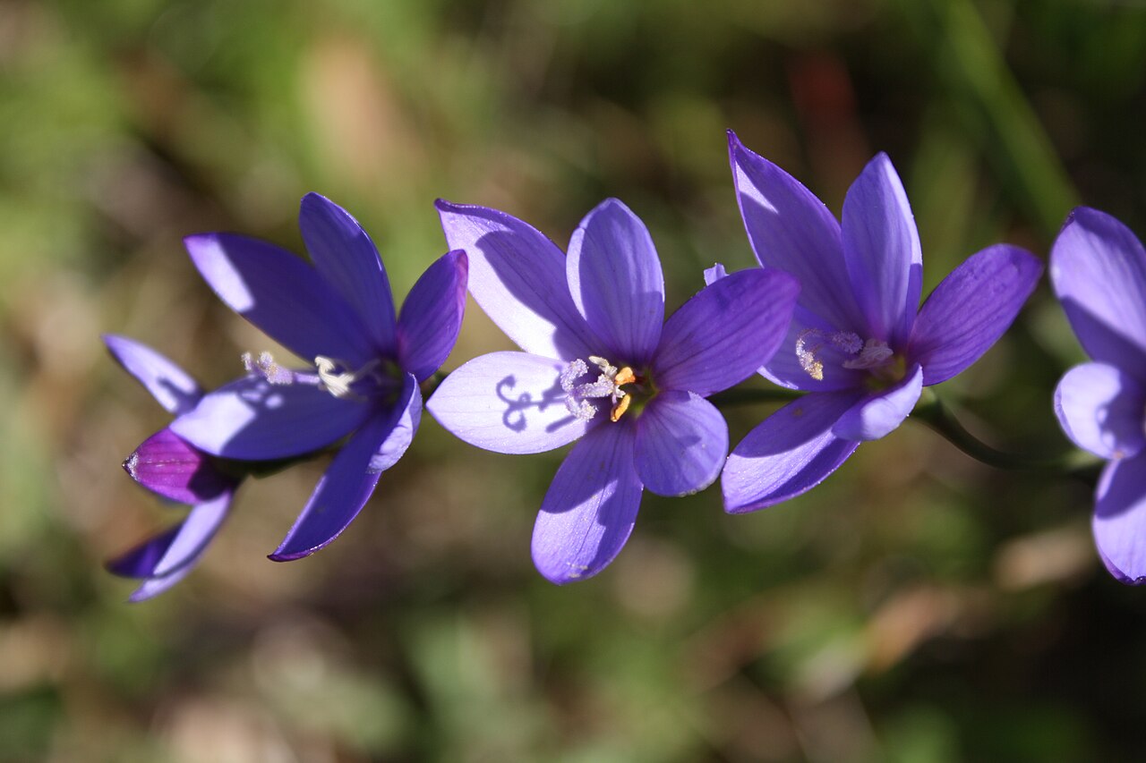 Blue satin flower: Devil's Peak Cape Town