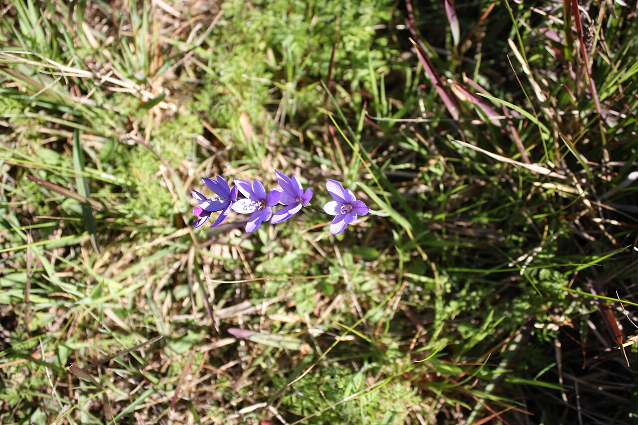 Blue satin flower: Devil's Peak Cape Town