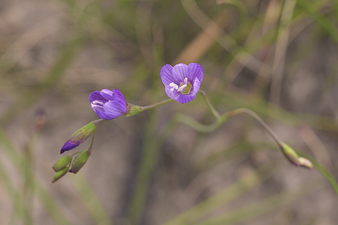 Blue satin flower: Blue satin flower or Geissorhiza aspera, photographed by Ronald Flipphi, on 25 October 2019, at Garcia's Pass, Langeberg, Western Cape province of South Africa