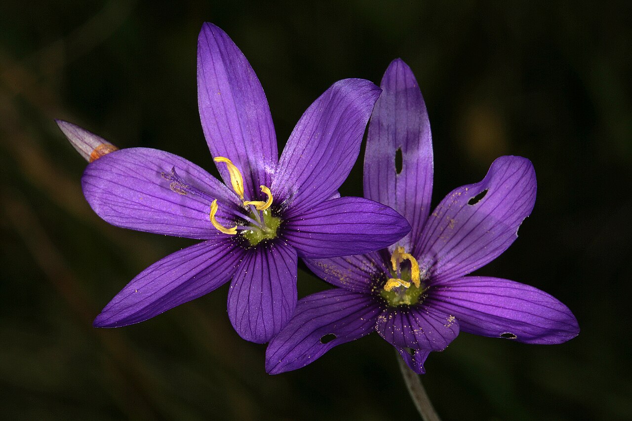 Blue satin flower: Geissorhiza aspera , flowers; Tienie Versfeld Reserve, Darling, Western Cape, South Africa