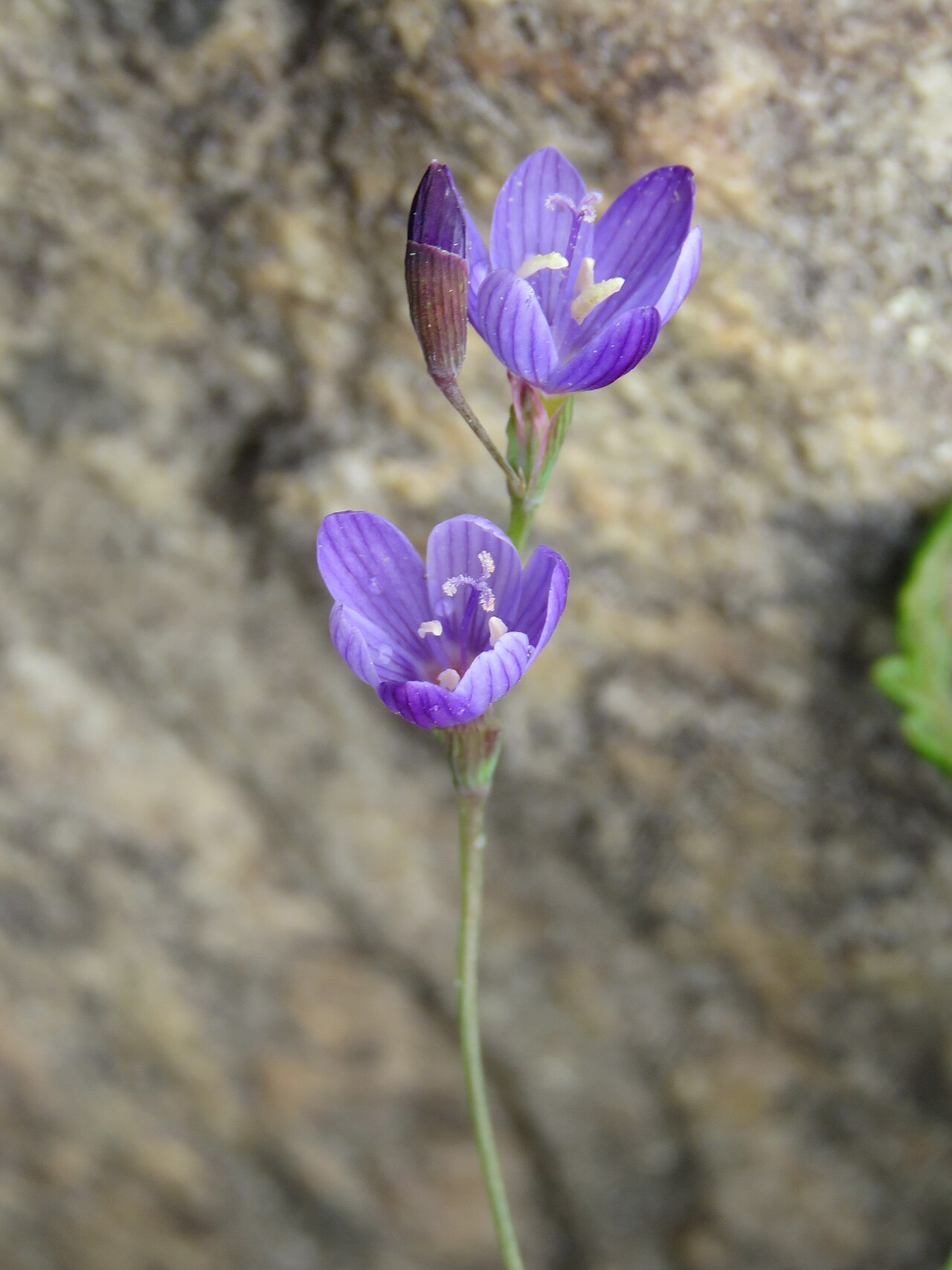 Blue satin flower: Blue satin flower or Geissorhiza aspera, photographed by Ronald Flipphi, on 25 October 2019, at Garcia's Pass, Langeberg, Western Cape province of South Africa