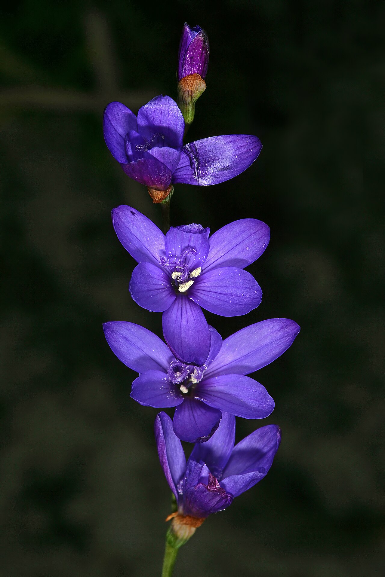 Blue satin flower: Geissorhiza aspera , part of inforescence; Slangkop Nature Reserve, Kommetjie, Western Cape, South Africa