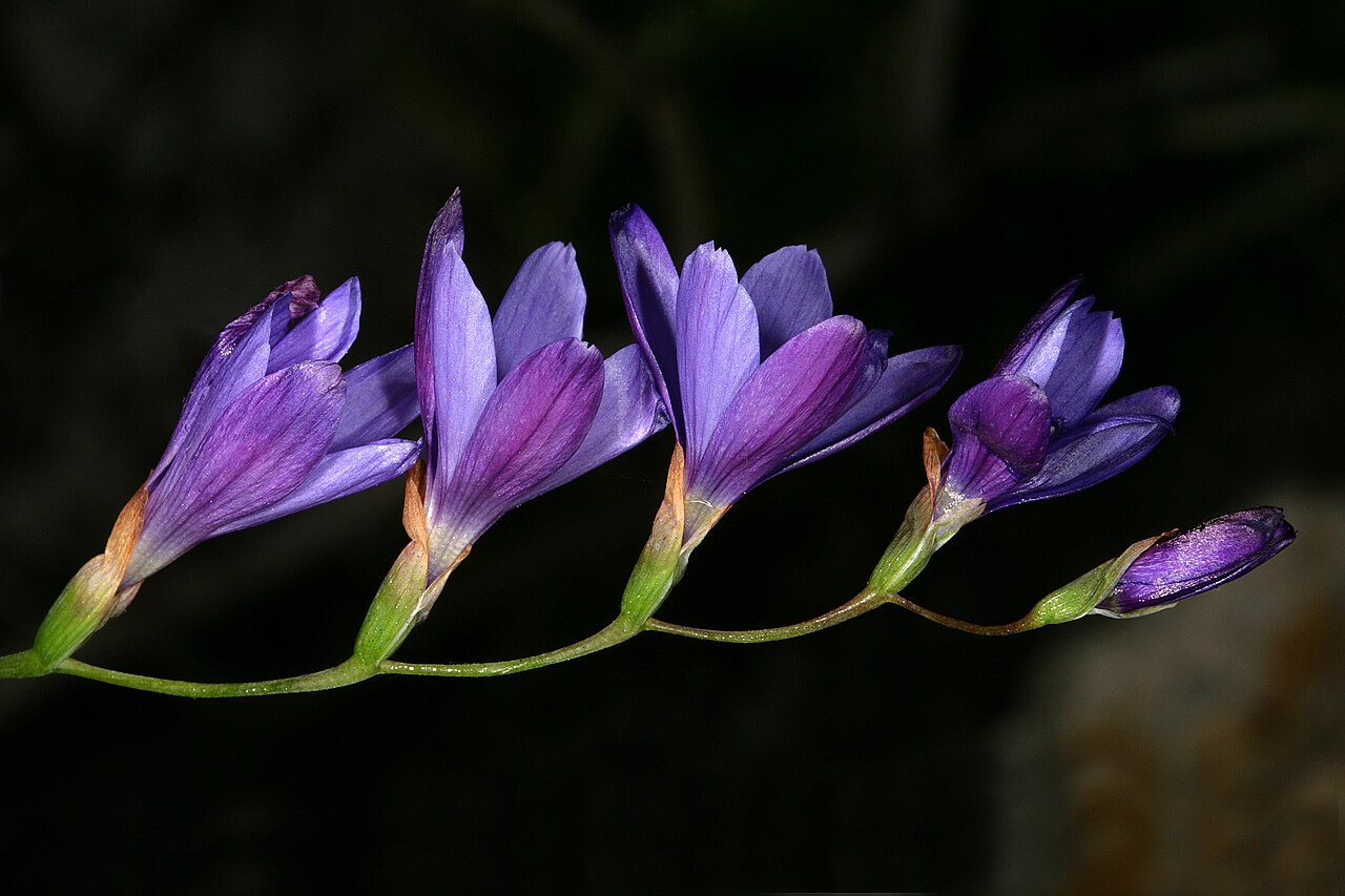 Blue satin flower: Geissorhiza aspera , part of inforescence; Slangkop Nature Reserve, Kommetjie, Western Cape, South Africa
