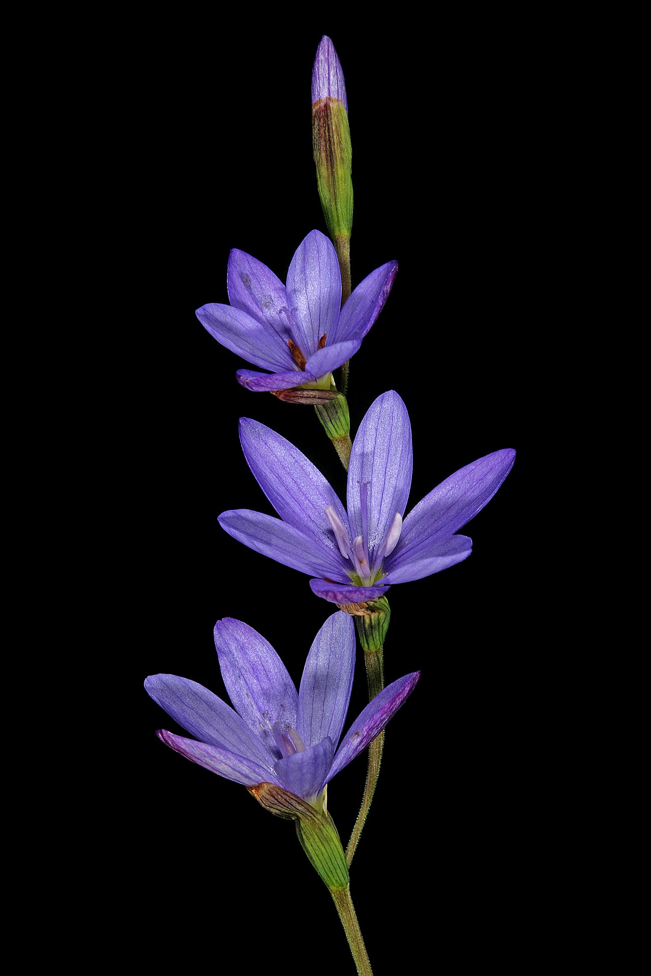 Blue satin flower: Geissorhiza aspera , inflorescence; Paarlberg Nature Reserve, Paarl, Western Cape, South Africa
