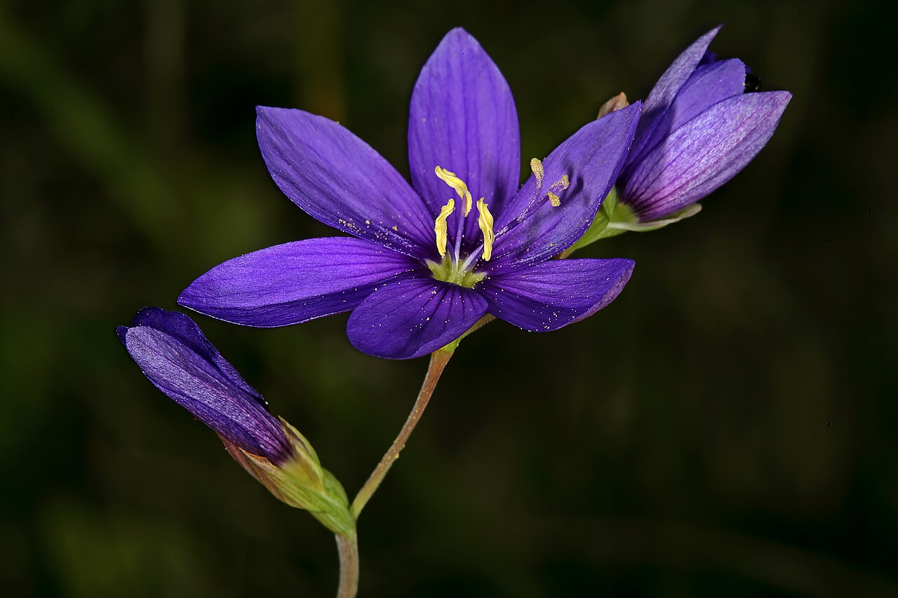 Blue satin flower: Geissorhiza aspera , flowers; Tienie Versfeld Reserve, Darling, Western Cape, South Africa