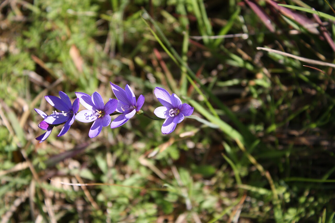 Blue satin flower: Devil's Peak Cape Town