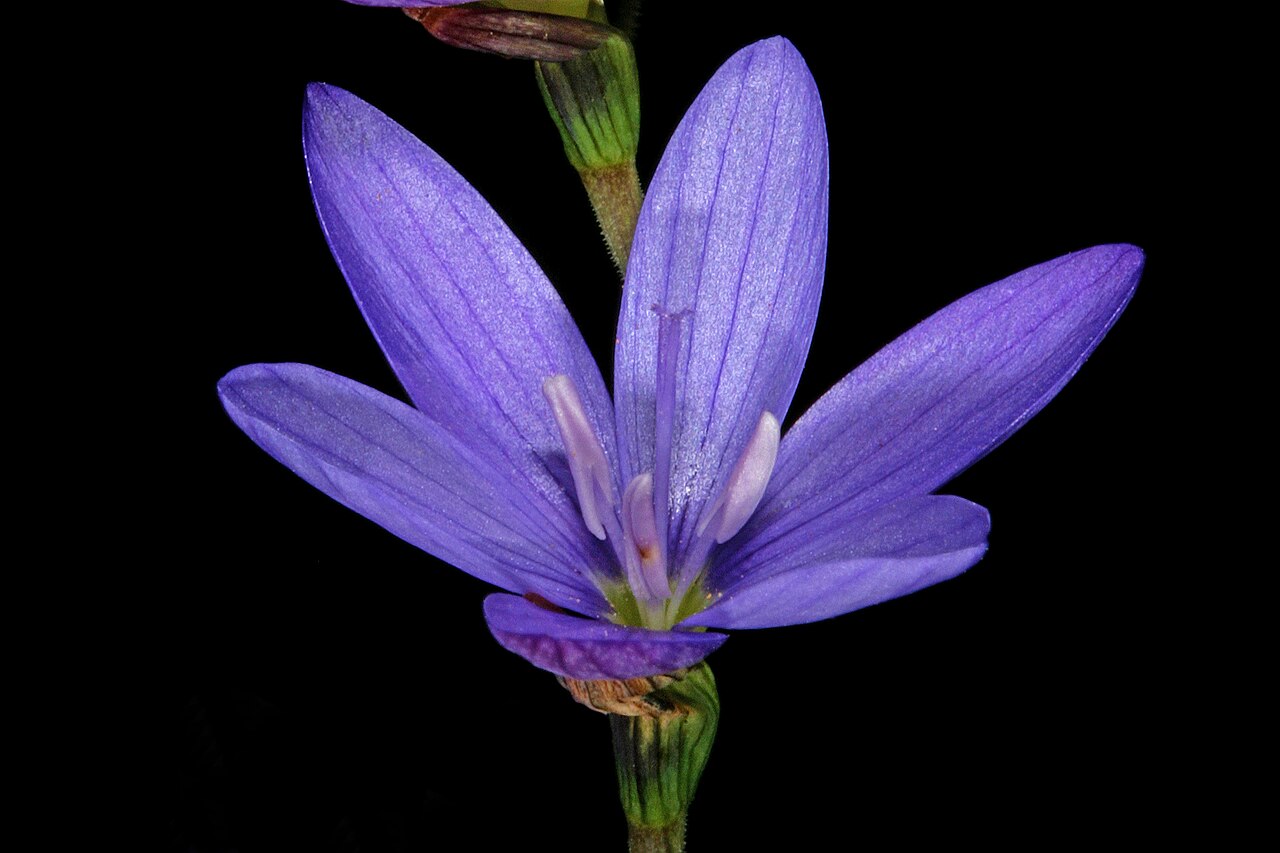 Blue satin flower: Geissorhiza aspera , flower; Paarlberg Nature Reserve, Paarl, Western Cape, South Africa