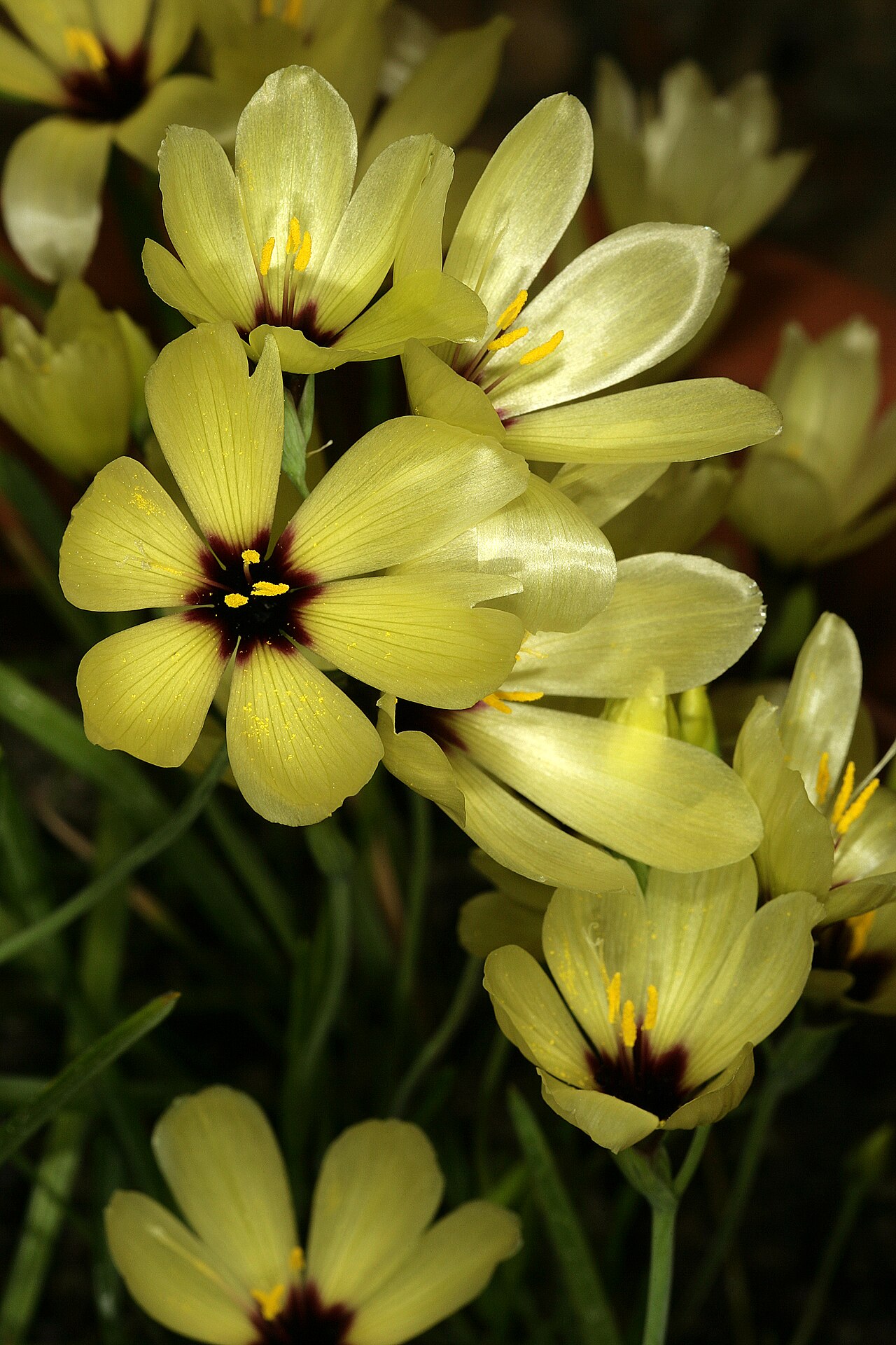 Geissorhiza darlingensis: Geissorhiza darlingensis , flowers; Kirstenbosch National Botanical Garden, Cape Town, Western Cape, South Africa