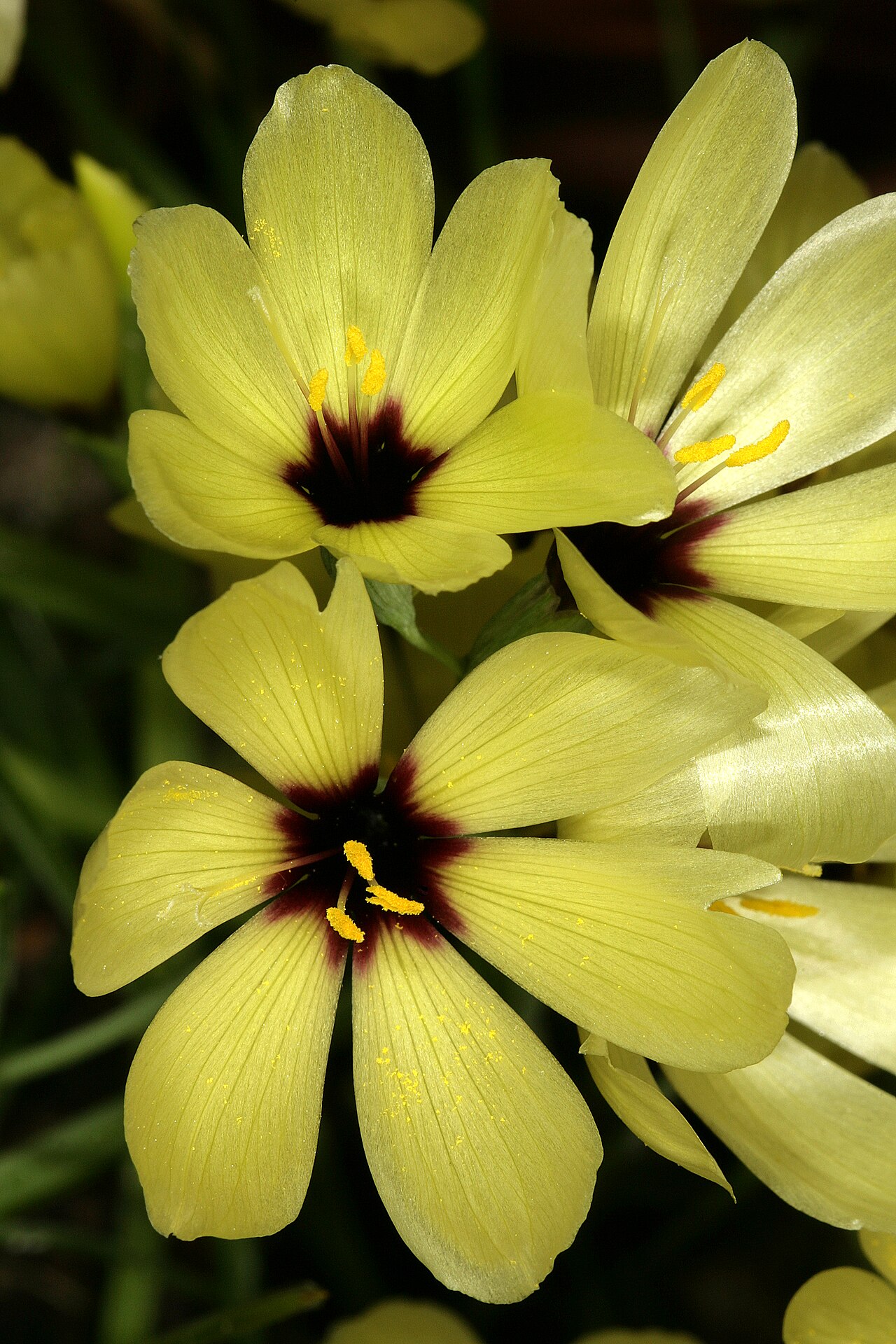 Geissorhiza darlingensis: Geissorhiza darlingensis , flowers; Kirstenbosch National Botanical Garden, Cape Town, Western Cape, South Africa