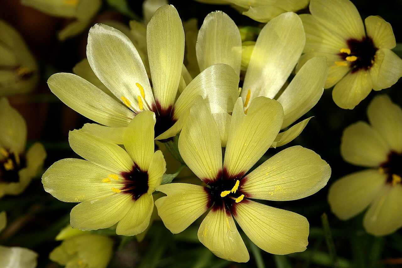 Geissorhiza darlingensis: Geissorhiza darlingensis , flowers; Kirstenbosch National Botanical Garden, Cape Town, Western Cape, South Africa