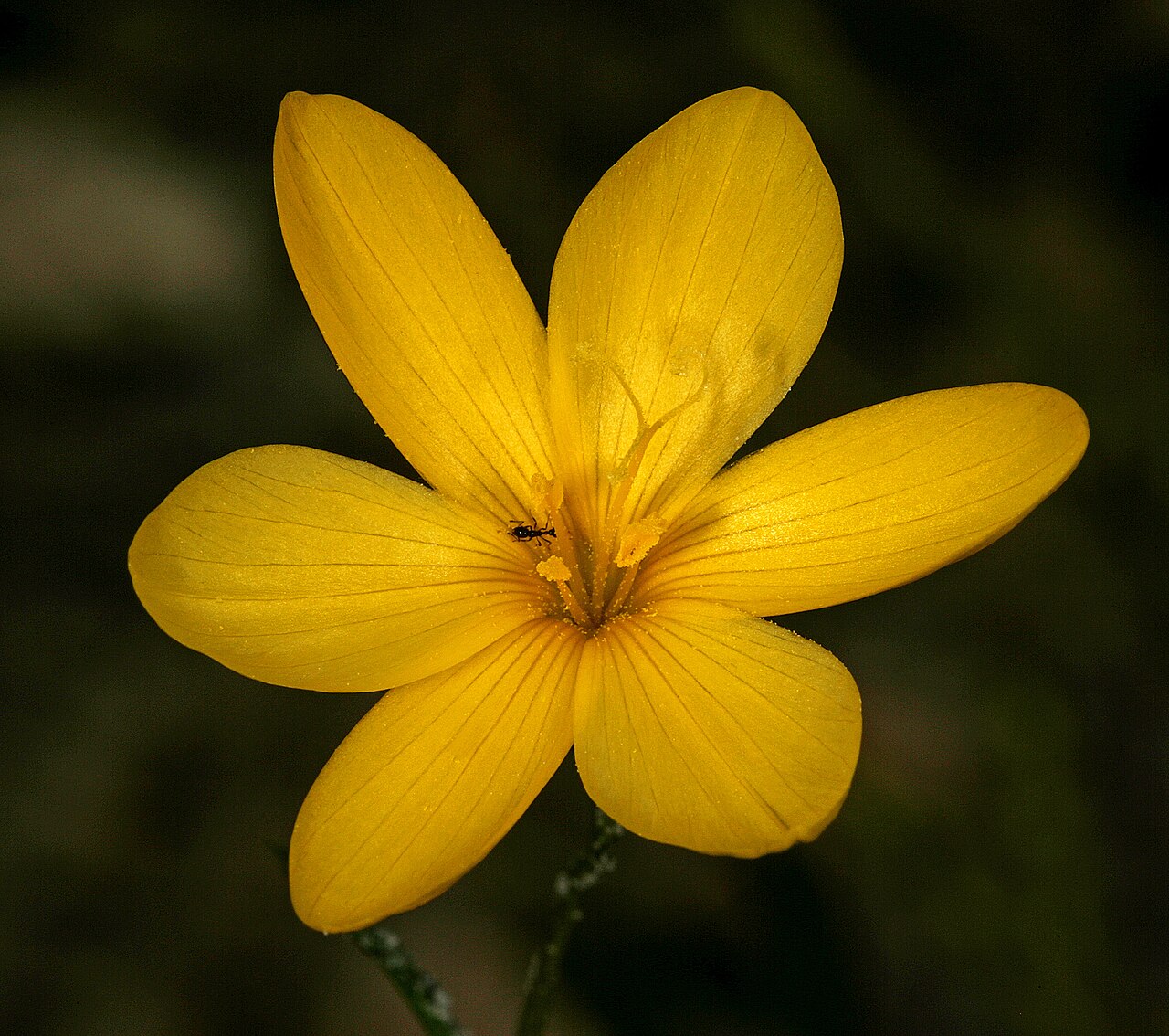 Geissorhiza humilis: Geissorhiza humilis , flower, with visiting ant; recently burned fynbos, Slangkop Nature Reserve, Kommetjie, Western Cape, South Africa