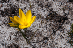 Geissorhiza humilis (Geissorhiza humilis)