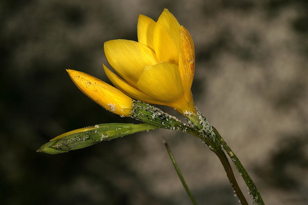 Geissorhiza humilis: Geissorhiza humilis , flowers (note sticky bracts with adhering sand); recently burned fynbos, Slangkop Nature Reserve, Kommetjie, Western Cape, South Africa