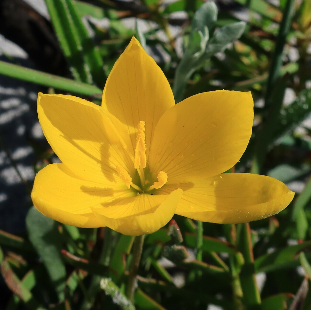 Geissorhiza humilis (Geissorhiza humilis)
