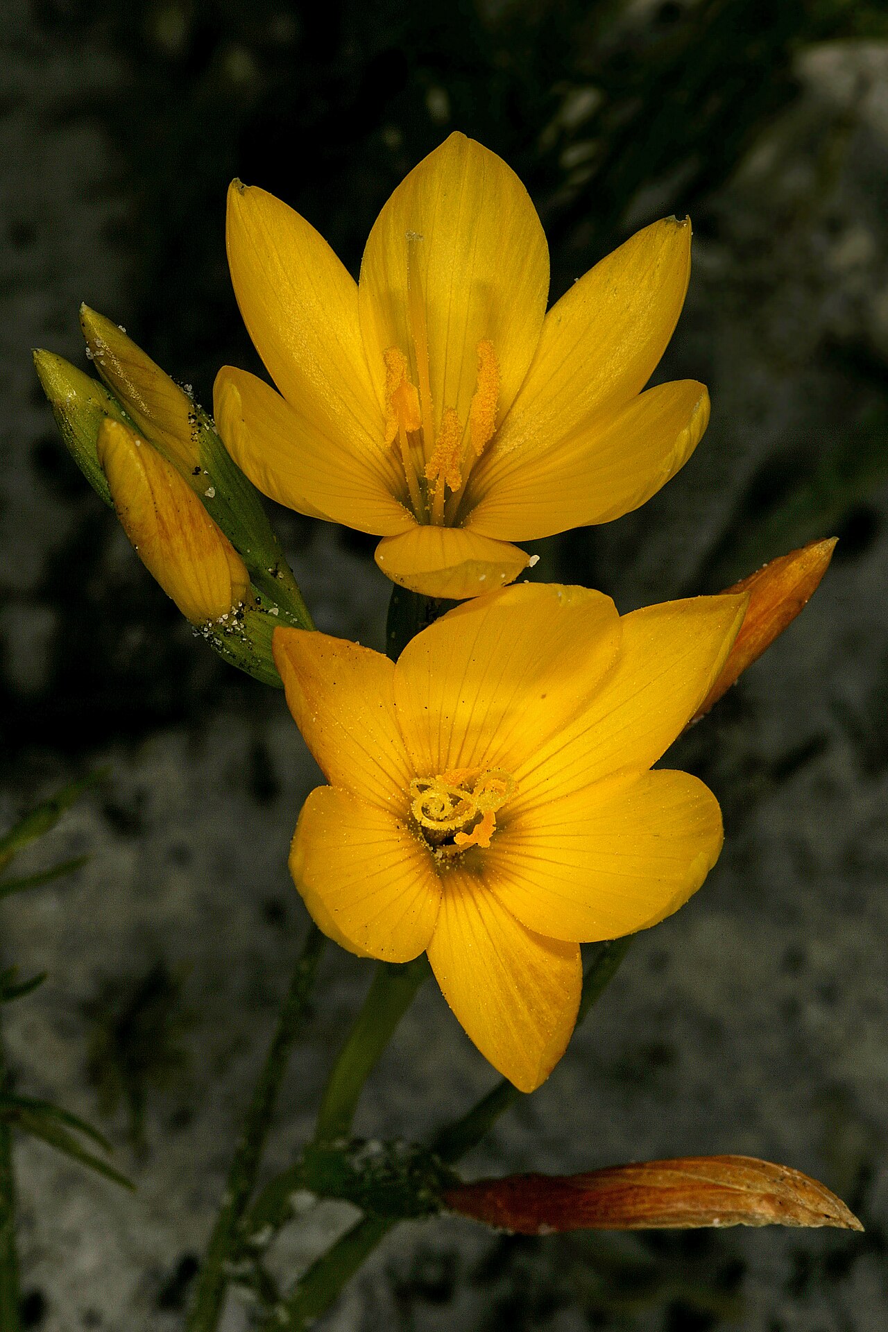 Geissorhiza humilis: Geissorhiza humilis , flowers (note sticky bracts with adhering sand); recently burned fynbos, Slangkop Nature Reserve, Kommetjie, Western Cape, South Africa