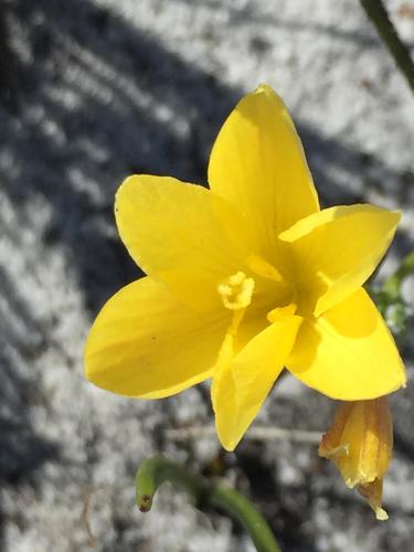 Geissorhiza humilis (Geissorhiza humilis)
