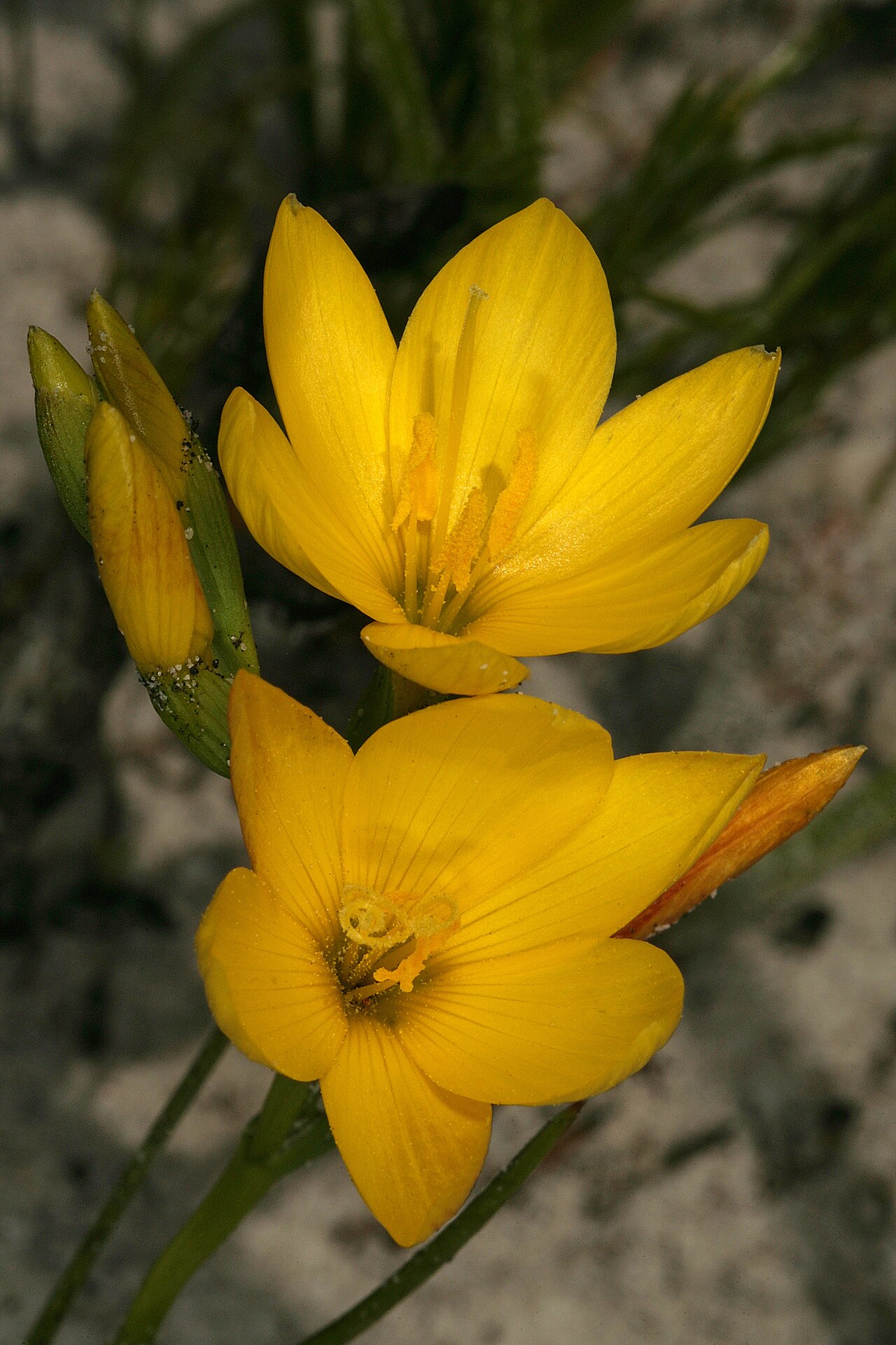Geissorhiza humilis: Geissorhiza humilis , flowers (note sticky bracts with adhering sand); recently burned fynbos, Slangkop Nature Reserve, Kommetjie, Western Cape, South Africa