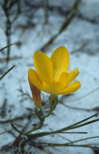 Geissorhiza humilis (Geissorhiza humilis)