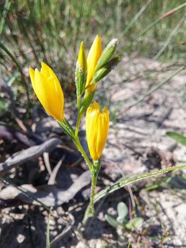 Geissorhiza humilis (Geissorhiza humilis)