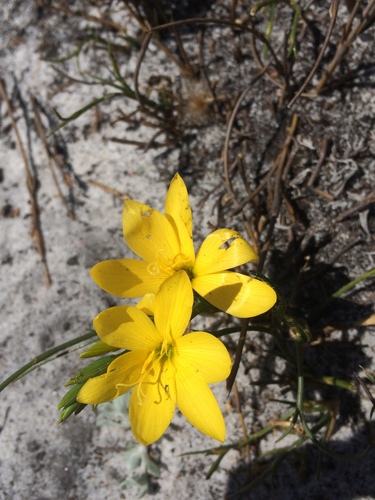 Geissorhiza humilis (Geissorhiza humilis)