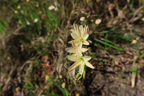 Geissorhiza imbricata (Geissorhiza imbricata)