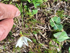 Geissorhiza imbricata (Geissorhiza imbricata)