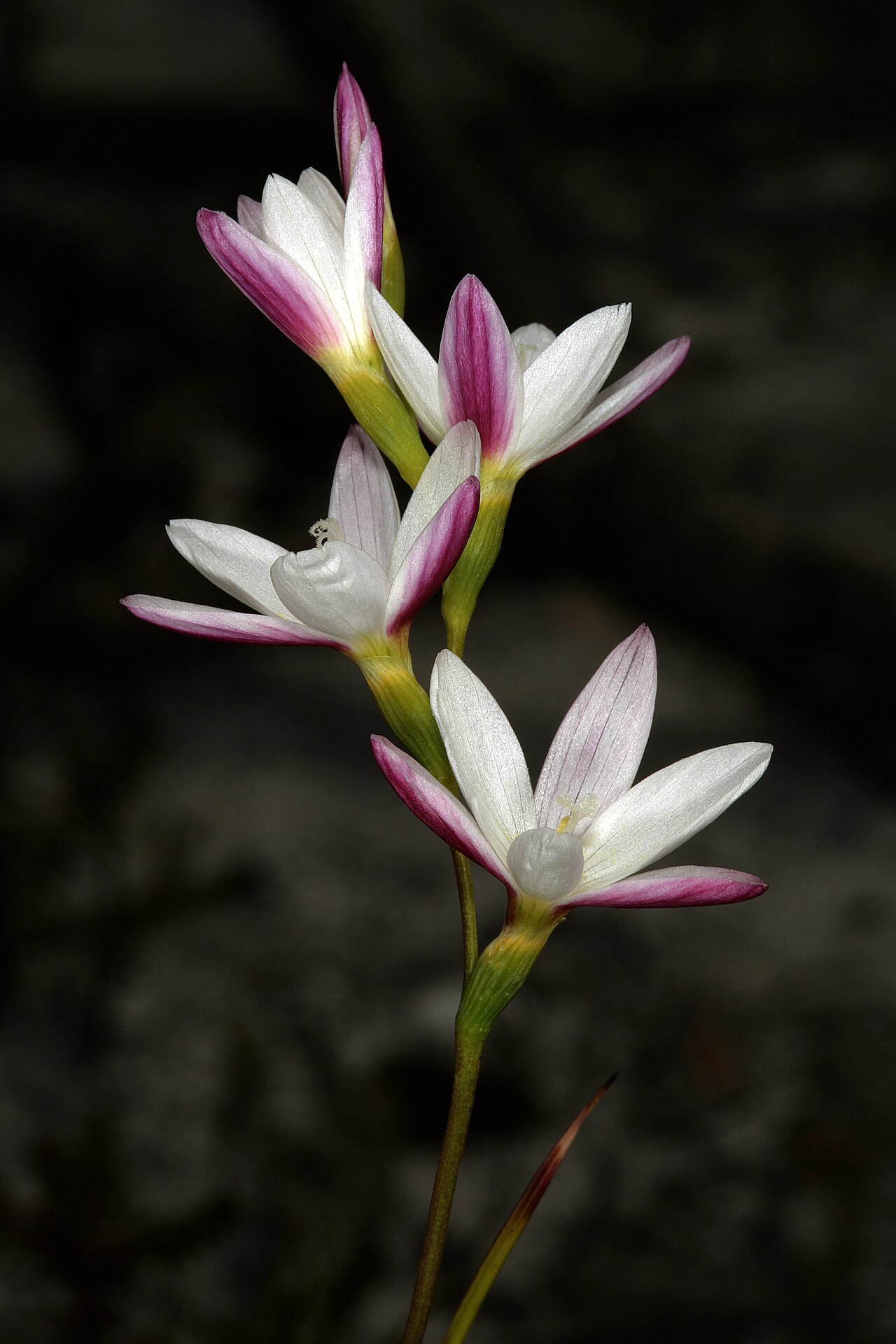 Geissorhiza imbricata: Geissorhiza imbricata subsp. imbricata , flowers; recently burned fynbos, Cape Point Nature Reserve, Cape Town, Western Cape, South Africa