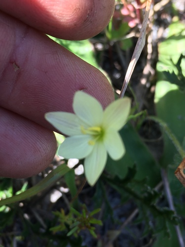 Geissorhiza imbricata (Geissorhiza imbricata)