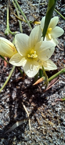 Geissorhiza imbricata (Geissorhiza imbricata)