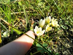 Geissorhiza imbricata (Geissorhiza imbricata)