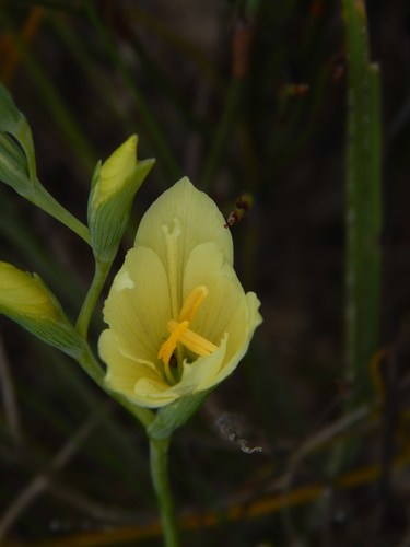 Geissorhiza imbricata (Geissorhiza imbricata)